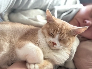 BKH Kater Beige Weiß