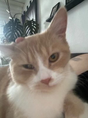 Britisch kurzhaar Kater Bild 2