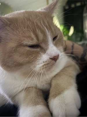 Britisch kurzhaar Kater Bild 3