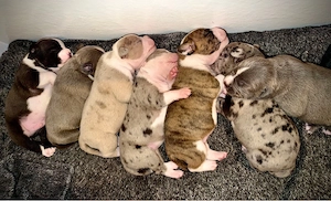 american bully oeb old englisch bulldogge 