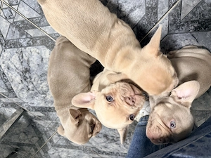 Süße Französische Bulldoggen-Welpen aus privatem Wurf