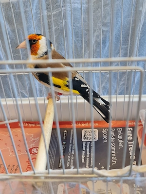 Ich verkaufe Stieglitz Major 