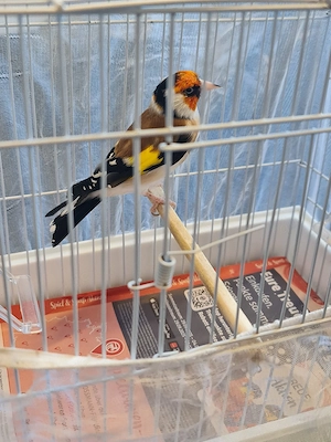 Ich verkaufe Stieglitz Major  Bild 4