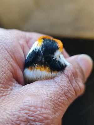 Ich verkaufe Stieglitz Major 