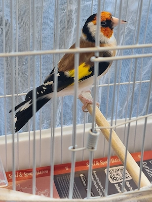 Ich verkaufe Stieglitz Major  Bild 5