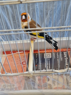 Ich verkaufe Stieglitz Major  Bild 2