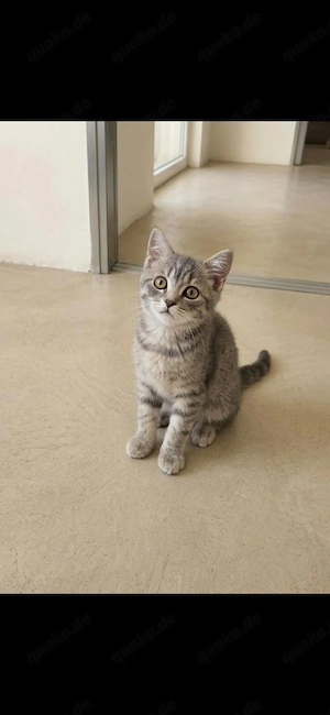   Wunderschöne Katze sucht ein liebevolles Zuhause  