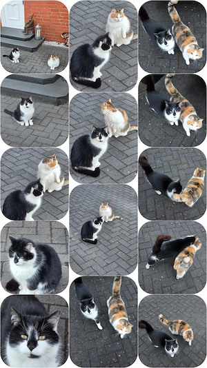 2 unzertrennliche Katzen (Mutter & Tochter) suchen zusammen ein Zuhause - Wittenfoerden Schwerin