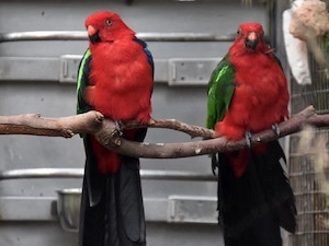 schöne rot-grüne Papageien zu verkaufen