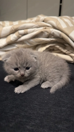 katze weiblich 2 monat alt
