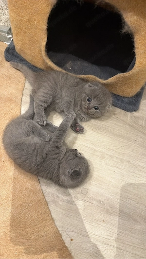 zwei weibliche, reinrassige, britisch Kurzhaar 