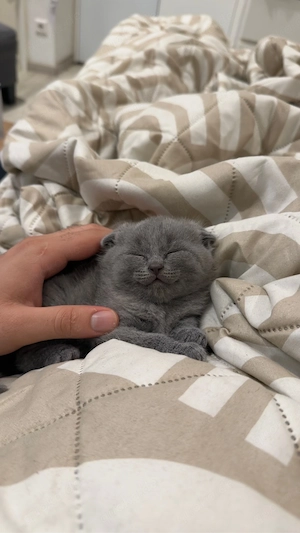 katze &kater familer mit zwei tochter 