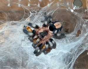 Private Notfallstelle für Vogelspinnen & Mantiden   erfahren & zuverlässig