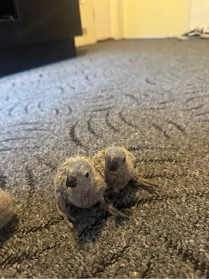 Lori Jungvögel Handaufzucht   zahm & gesund   ab 350 