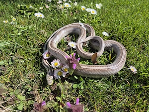 Kornnatter Ghost Tessera Motley