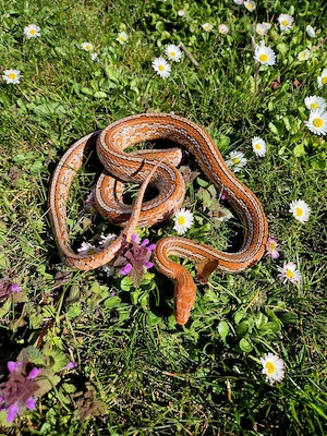 Kornnatter Kastanie Tessera