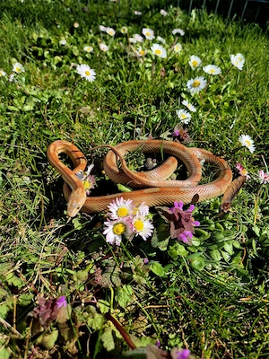 Kornnatter Toffee Motley