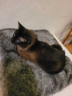 siam deckkater  Bild 4