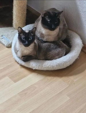 siam deckkater  Bild 2