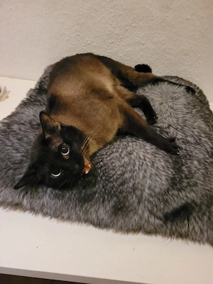 siam deckkater  Bild 3