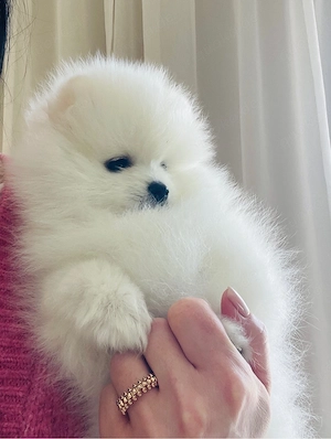 Pomeranien Zwergspitz Welpen Bild 4