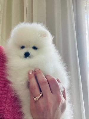 Pomeranien Zwergspitz Welpen