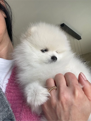 Pomeranien Zwergspitz Welpen Bild 3