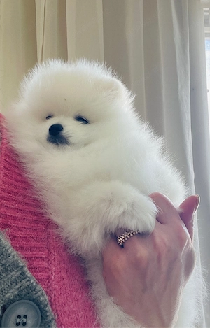 Pomeranien Zwergspitz Welpen Bild 5