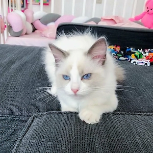 Ragdoll-katze