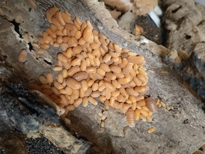 cubaris murina mandarin, Asseln 