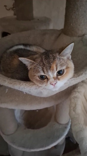 britisch kurzhaar kätzchen reinrassig sonderfarbe 