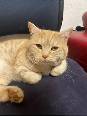 Britisch kurzhaar kater 2 jahre alt