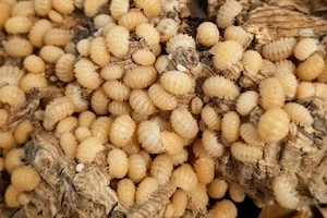 christarmadillidium muricatum, Assel, Stachelassel