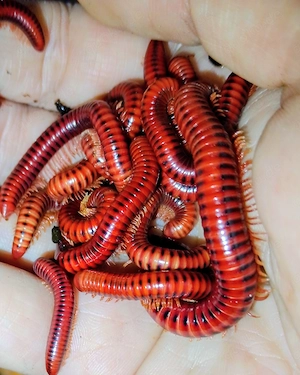 centrobolus splenditus, Tausenfüßer  Bild 2