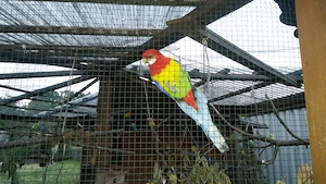 Prachrosella, Wellensittich und Diamanttäubchen aus Nachzucht