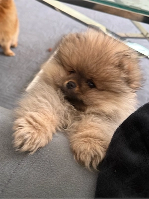 pomeranian Boo