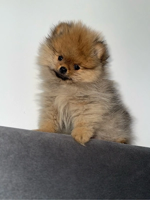 pomeranian Boo Bild 2