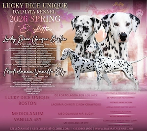 Dalmatiner welpen mit fci pedigree