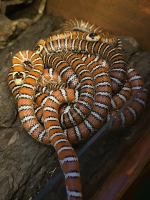 1,1 Lampropeltis knoblochi