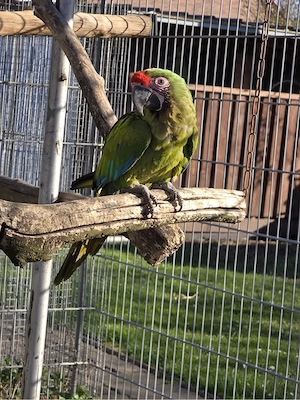 Grüner Ara Militaris