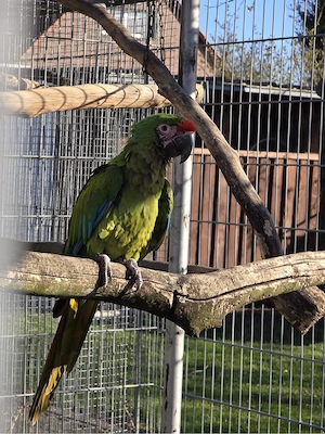 Kleiner Soldaten Ara 