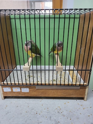 Gouldamadinen aus 2025 Rotkopf Wildfarben, Rotkopf weisbrust Mutation