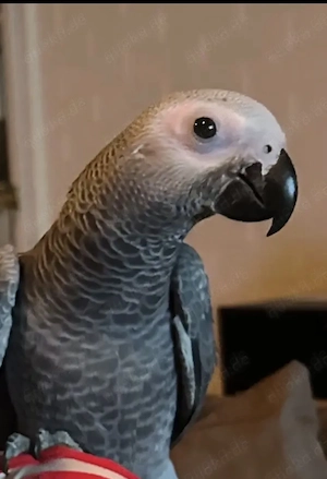 Handzahme Graupapagein Dame 1 Jahr 