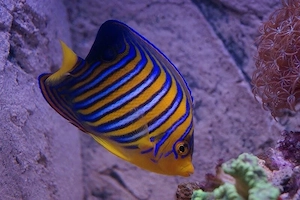 Meerwasser pfauenkaiserfisch Kein Notverkauf