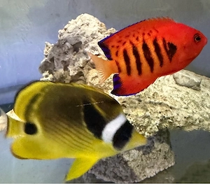 Meerwasser 3 Fische Futter Artemia und mysis