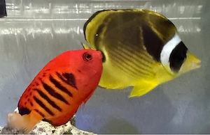 Meerwasser fische Kein Notverkauf