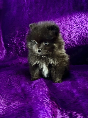 Zwergspitz Pomeranian Welpen 