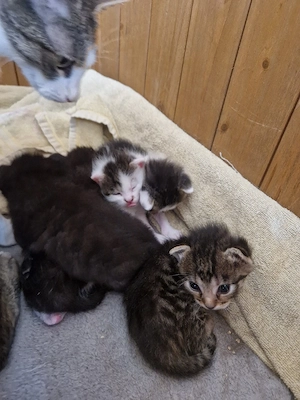 Kätzchen suchen liebevolles zu Hause