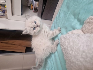 Baby katzen main coon mic perser 