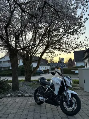 Others Others Cf moto 650NK